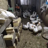 فروش تعدادی غوغاز سالم وچاق وتخم گذار|حیوانات مزرعه|خمین, |دیوار