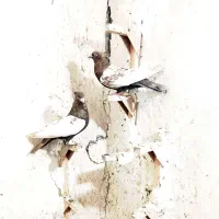 کفتر سینه قهوه ای جفت بازیکن