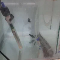 ماهی مولی|ماهی|زاهدان, |دیوار