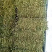 یونجه