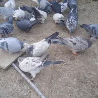 تهرانی دولتهای ۸۰ تومن|پرنده|فلاورجان, |دیوار