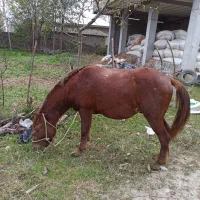 اسب دوسر خزر کاسپین