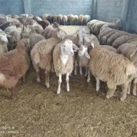 گوسفند زنده