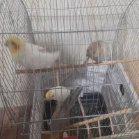 دو عدد عروس دو ماهه به فروش میرسد