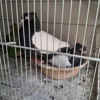 کبوترسرته قهوه ای