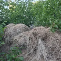 یونجه|گل و گیاه طبیعی|ارومیه, |دیوار