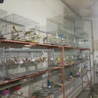 قناری پرنده سرای چکاوک|پرنده|خوی, |دیوار