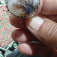 شجر زیبا|کلکسیون اشیاء عتیقه|زاهدان, |دیوار