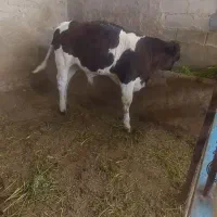 گاو و گوساله