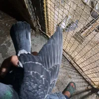 ماده پلاکی|پرنده|شهرکرد, |دیوار