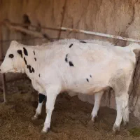 گوساله|حیوانات مزرعه|بردسیر, |دیوار