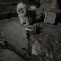 سگ وحیوان خانگی