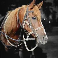 فروش اسب عرب ی سر مدارک دار