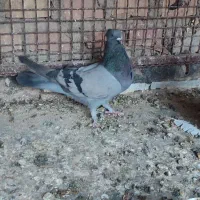 جفت سبز کلایی