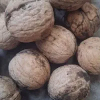 گردو خشک کیلویی۲۶۵ ارسال رایگان مسعودیه و افسریه|حراج|تهران, والفجر (افسریه)|دیوار