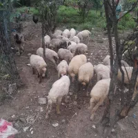 گوسفند سالم با تغذیه از بهترین علوفه ها