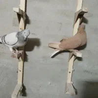 سینه، دم سفید|پرنده|شیراز, دروازه قران|دیوار