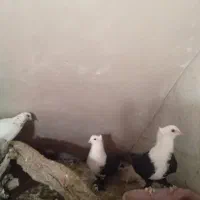 کبوتر سینه ای کربلایی کلدم|پرنده|مهدی شهر, |دیوار