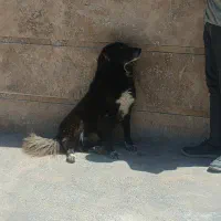 سگ قدرجانی اصل تضمینی