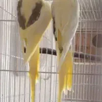 عروس هلندی کلکسیونی جفت