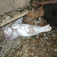 کفتر|پرنده|سامن, |دیوار