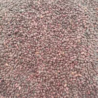 حبوبات ممتاز