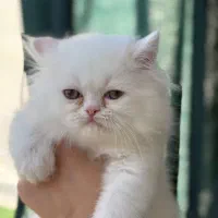 واگذاری توله گربه ناز