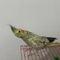 عروس هلندی