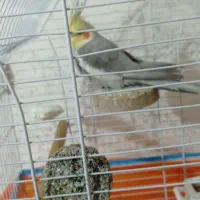 عروس هلندی سخنگو حرف زن کینگ سایز|پرنده|شیراز, سرو|دیوار