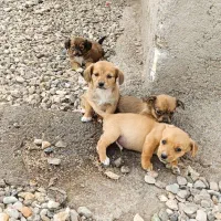 4 عدد سگ پا کوتاه