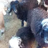 کره نر و بره نر|حیوانات مزرعه|بهبهان, |دیوار