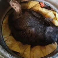 سه عدد بوقلمون کرچ با ۱۵ عدد تخم  بوقلمون