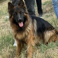 سگ گمشده ژرمن