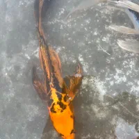 فروش ماهی کوی سوپر باله