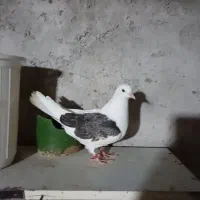 کبوتر جوجه|پرنده|سنگر, |دیوار