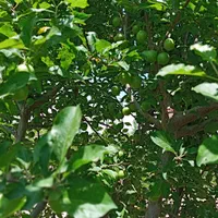 باغ ویلایی ۷۳۸متر در روستای اربطان|فروش دفتر صنعتی، کشاورزی، تجاری|مرند, |دیوار