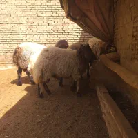 بره فروشی|حیوانات مزرعه|اصفهان, باتون|دیوار