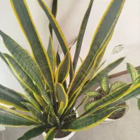 سانسوریا|گل و گیاه طبیعی|اصفهان, اصفهانک|دیوار