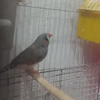 فنچ کینگ گیرنچیک