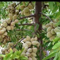 فروش ریشه بادام سنگی قدیمی اعلا