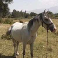 اسب کورد