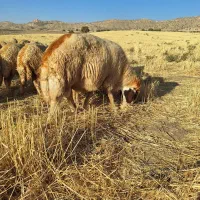 قوچ سنجابی درجه ۱|حیوانات مزرعه|کرمانشاه, |دیوار