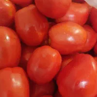 گوجه فرنگی|خوردنی و آشامیدنی|موچش, |دیوار