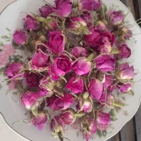غنچه گل محمدی وگل خشک شده