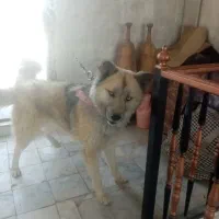 سگ هاسکی و گرگی