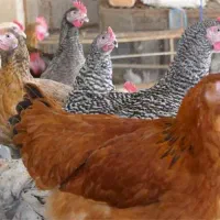فروش  فوری مرغ خروس خونگی