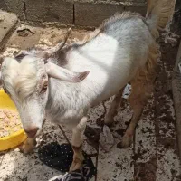 ... بز|حیوانات مزرعه|چابهار, |دیوار