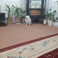 سگ پامرین خرسی