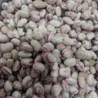 لوبیا چیتی|گل و گیاه طبیعی|زاغه, |دیوار