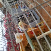 سلام به دوستان عزیز ی عروس هلندی ماده به فروش میرس